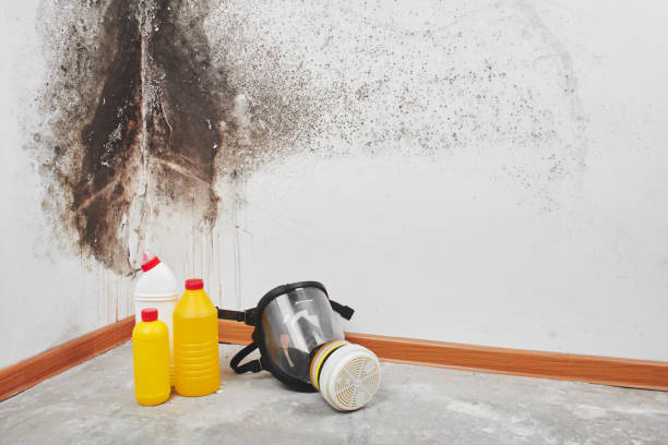 Best Emergency Mold Remediation in Cleburne, TX