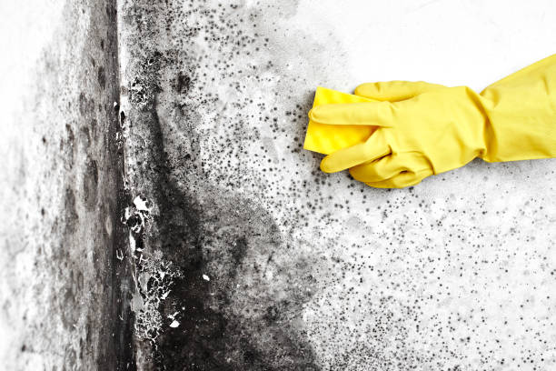 Best White Mold Remediation in Cleburne, TX