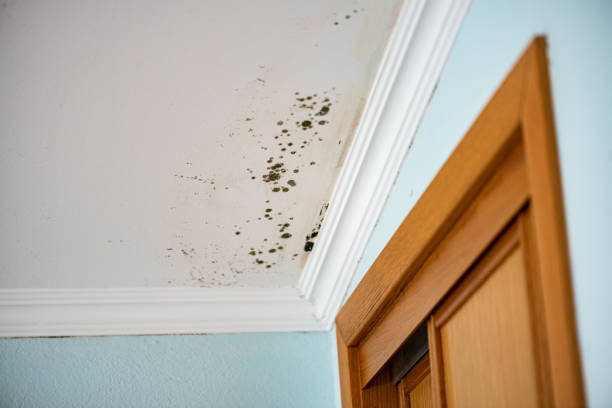 Best Black Mold Remediation in Cleburne, TX
