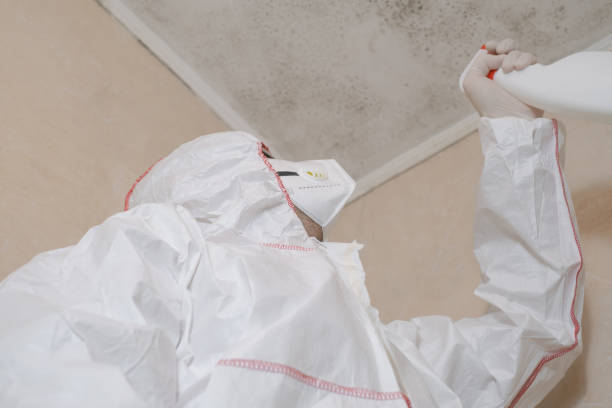 Best Localized Mold Remediation (e.g., coastal areas, humid climates) in Cleburne, TX