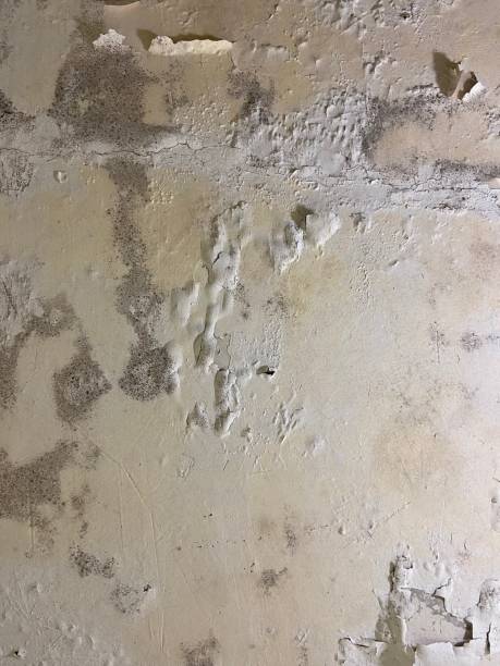 Best Black Mold Remediation in Cleburne, TX
